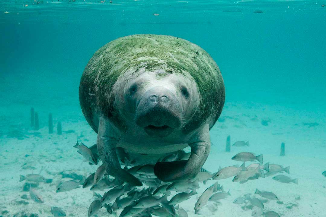Animales marinos en peligro - Ambientum Portal Lider Medioambiente