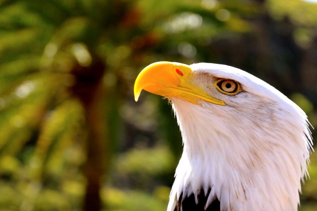 Águila americana 