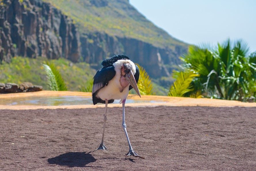 Marabou Stork