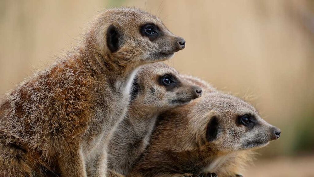 Curiosidades de los suricatos