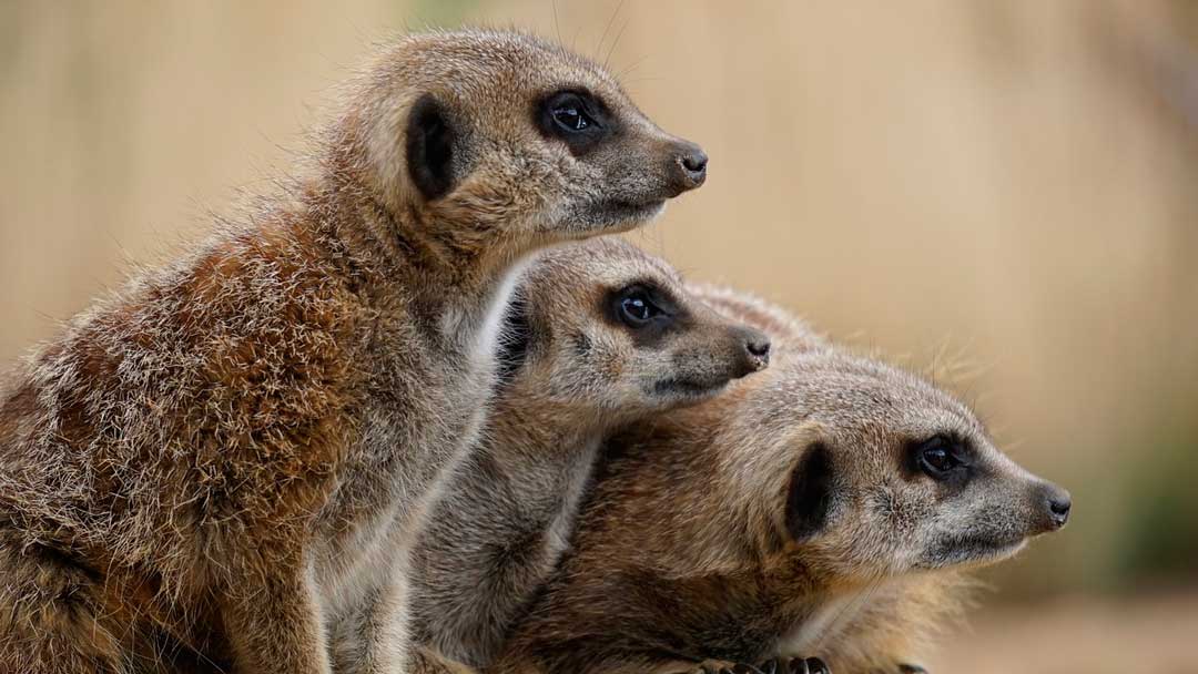 Curiosidades de los suricatos - Palmitos Park