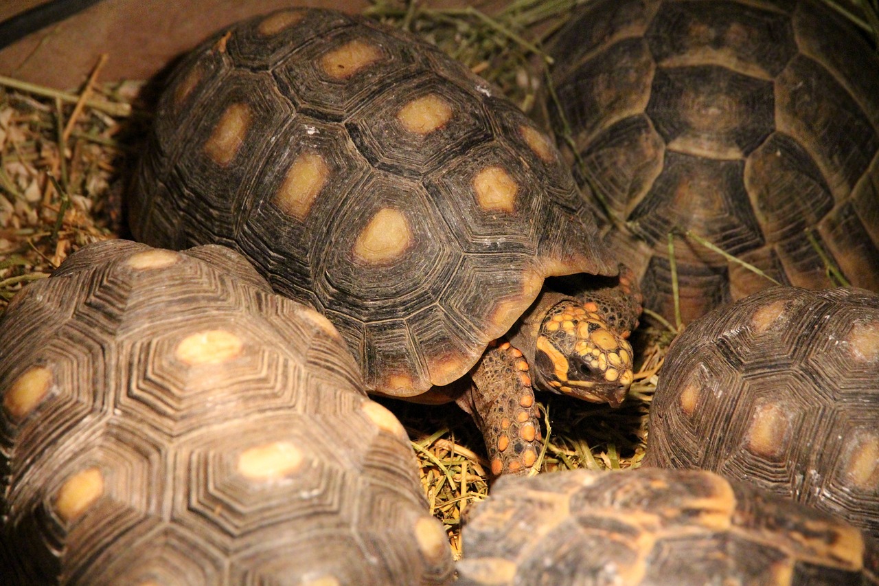 Tortuga Red Shell Red-footed tortoise - Palmitos Park