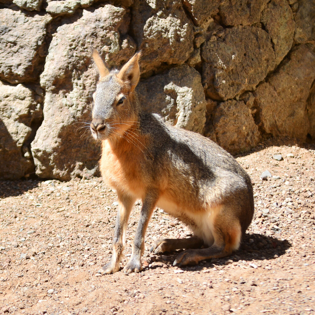 Mara Patagonica