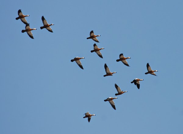 9 de octubre: Día Mundial de las Aves Migratorias, los grandes viajes de la naturaleza